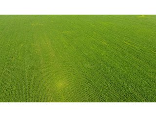 Property photo 9 - LAND AUCTION - 209.2+/- ACRES OFFERED IN 4 TRACTS IN NEWTON COUNTY, INDIANA